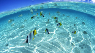Fish swimming shallow ocean blue - a group of fish swimming free wallpaper