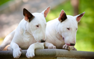 Two white dogs sitting on - their eye free wallpaper