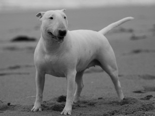 White dog beach ocean smile - a sandy beach next free wallpaper
