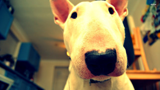 Dog face closeup blurry background 2 - fisheye len free wallpaper for desktop