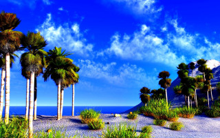 Palm trees beach mountain blue - a group of palm trees free wallpaper