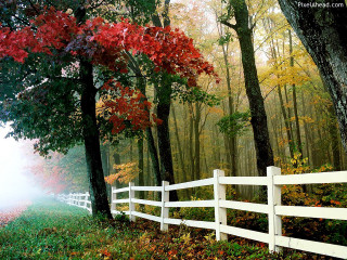 White fence forest trees leaves - in a forest free wallpaper
