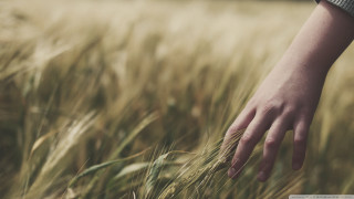 Hand reaching grain field wheat 2 - heavy grain free wallpaper