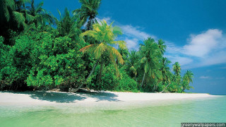 Tropical island palm trees sandy - a tropical island free wallpaper