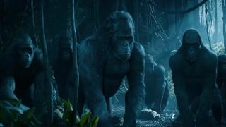 Gorillas walking forest night man - a man in the background free wallpaper
