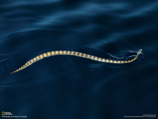 Long legged sea snake swimming - an illustration free wallpaper