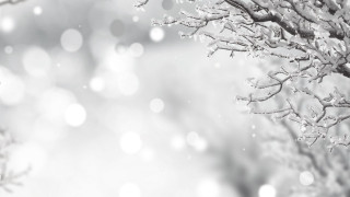Snowy moonlit branch bokeh winter - ambient free wallpaper