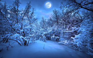 Snowy path forest full moon - a snowy path in a forest free wallpaper