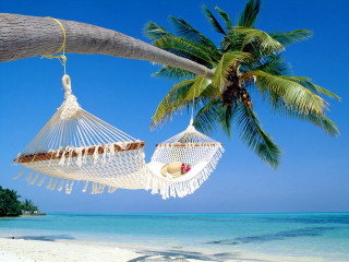 Hammock palm tree beach blue - a blue sky and ocean in the background free wallpaper