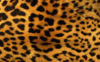 Leopard print pattern closeup skin - damien hirst free wallpaper
