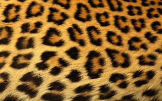 Cheetah print dark yellow black - high detail free wallpaper