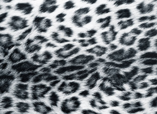 Leopard fur pattern aesthetic album - bert stern free wallpaper for desktop