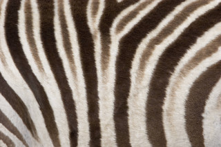 Zebra closeup stripes skin pattern - op art free wallpaper for desktop