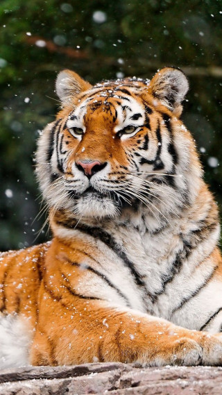Tiger laying snow eyes closed - its eye free wallpaper for mobile