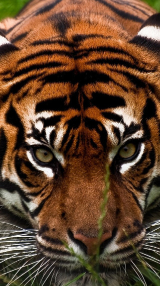 Tiger grass closeup side eye - free animals wallpaper