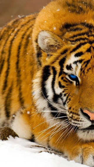 Tiger laying snow open eyes - free animals wallpaper for mobile