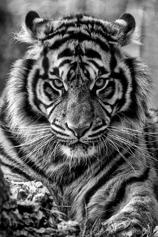 Tiger black white photo tree - free cats wallpaper for mobile
