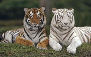 White tigers laying grass field - the grass together free wallpaper