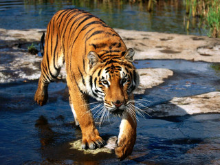 Tiger river green field forest 2 - a river next free wallpaper