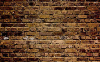 Brick wall white cat black - a black cat free wallpaper