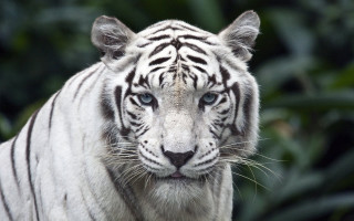 White tiger blue eyes serious - facial free wallpaper