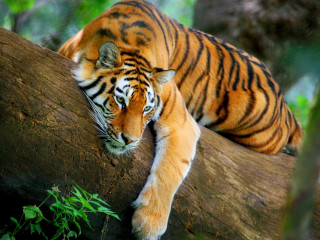 Tiger laying tree branch forest - a tiger free wallpaper for desktop