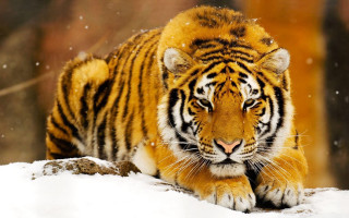 Tiger walking snow forest trees 2 - in a forest area free wallpaper