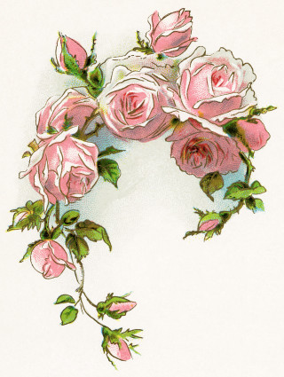 Pink roses watercolor rococo leaves - green leaf and buds free wallpaper