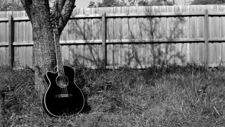 Guitar grass tree backyard fence - in the background free wallpaper