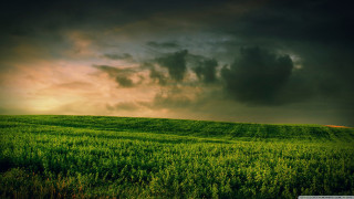 Green field lone tree cloudy 4 - a green field under a cloudy sky free wallpaper