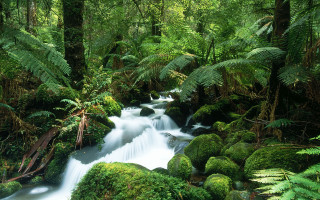 Lush forest stream waterfall alexanderbrook - tree and ferns free wallpaper