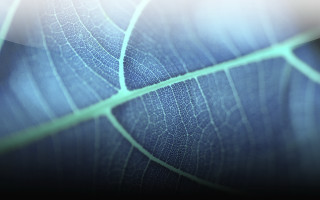 Leaf texture closeup blurry background - photorealism free wallpaper for desktop