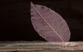 Single leaf wood dark background - a single leaf free wallpaper