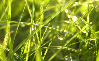 Water drop green grass dew - dew free wallpaper