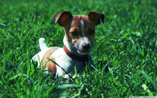 Small dog grass sad look 2 - a small dog free wallpaper