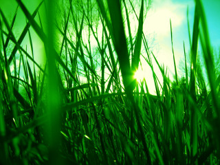 Green field sunlight grass trees - the grass and trees free wallpaper for desktop