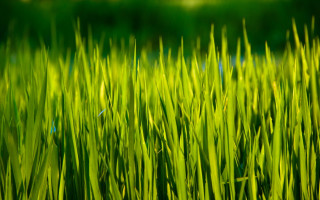 Green grass bamboo forest nature - a blurry background of the grass free wallpaper