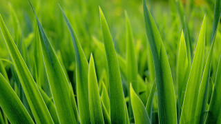 Close up green grass thin - a green grass field free wallpaper for desktop