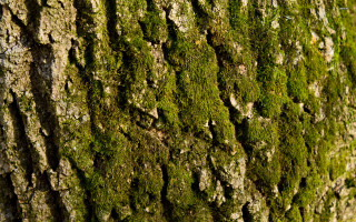 Tree moss bark bird close - the tree free wallpaper