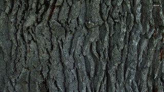 Tree trunk bark texture brown - a close up of a tree trunk free wallpaper