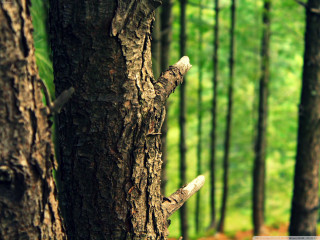 Tree trunk bird perched forest - forest free wallpaper for desktop
