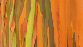 Colorful tree bark paint closeup - neofauvism free wallpaper