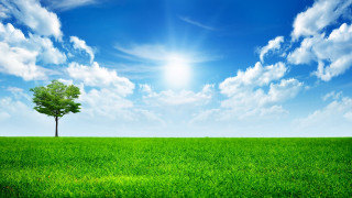 Lone tree green field blue 21 - the cloud free wallpaper for desktop