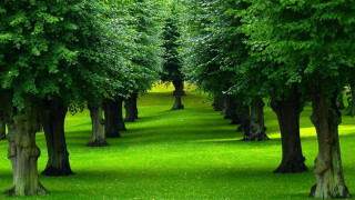 Park trees bench green nature 2 - grass and trees free wallpaper
