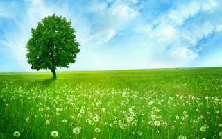 Tree field blue sky green 2 - a green field free wallpaper for desktop