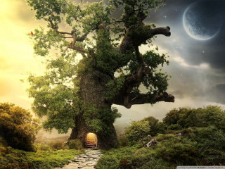 Tree door field grass rocks - a door free wallpaper for desktop