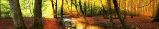 Stream forest trees leaves path - the path free wallpaper