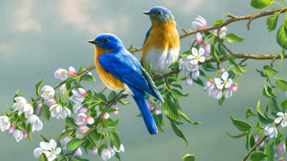 Birds branch flowering tree colorful - yellow wing free wallpaper
