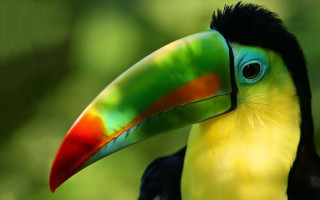 Colorful bird black head yellow - a black head free wallpaper