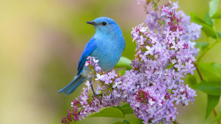 Blue bird purple flower ecological - purple flower free wallpaper for desktop